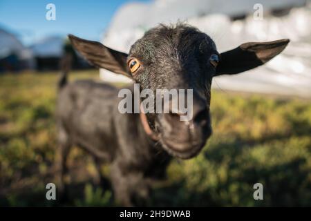 Lustige Ziege. Kopf der albern aussehenden schwarzen Ziege, Nahaufnahme Porträt mit geringer Schärfentiefe, Neuseeland Stockfoto