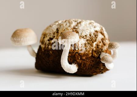 Shiitake-Pilze auf Mycel-Block. Traditioneller asiatischer Pilz. Gesunde Bio-medizinische Lebensmittel. Heimwachstum. Studio auf weißem Hintergrund aufgenommen. Stockfoto