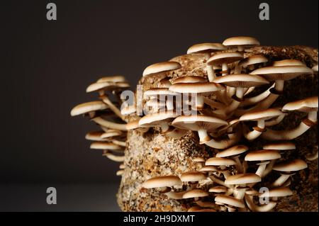 Honigpilze in der Pilzfarm wachsen in Gruppen zusammen. Pilzzucht. Mycel-Block der Cyclocybe aegerita (Yanagi-Matsutake), Draufsicht, Klo Stockfoto