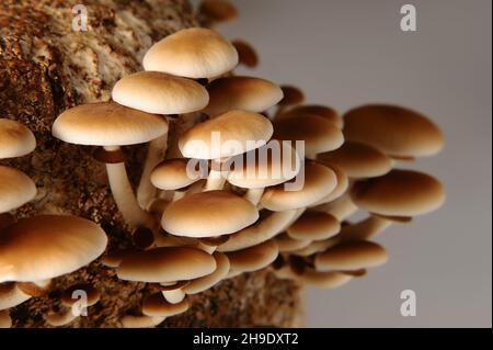 Honigpilze in der Pilzfarm wachsen in Gruppen zusammen. Pilzzucht. Mycel-Block der Cyclocybe aegerita (Yanagi-Matsutake), Draufsicht, Klo Stockfoto