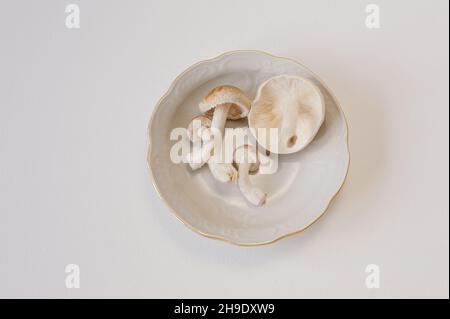 Frische Shiitake-Pilze liegen auf einem Teller auf weißem Hintergrund. Nahaufnahme von oben mit Kopierbereich. Stockfoto