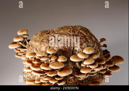 Honigpilze in der Pilzfarm wachsen in Gruppen zusammen. Pilzzucht. Mycel-Block der Cyclocybe aegerita (Yanagi-Matsutake), Draufsicht, Klo Stockfoto