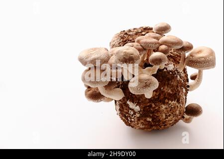 Shiitake-Pilze auf Mycel-Block. Traditioneller asiatischer Pilz. Gesunde Bio-medizinische Lebensmittel. Heimwachstum. Studio auf weißem Hintergrund aufgenommen. Stockfoto