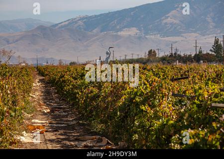 Great Egret in Crop Field, Arvin, Kern County, Kalifornien, USA Stockfoto
