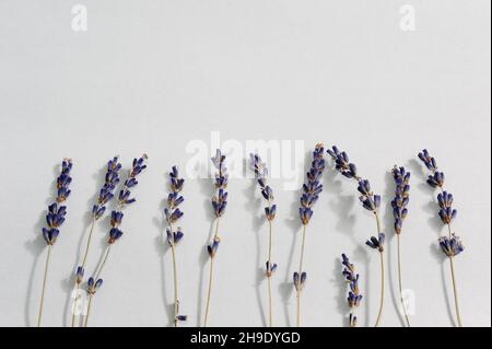 Lavendelzweige auf weißem Hintergrund, Draufsicht, flach liegend. Florale Komposition und Design. Gesunde Ernährung und alternative Medizin Konzept Stockfoto