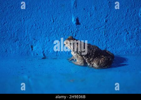 Kleine braune Kröte, die auf grauem Betonboden sitzt Stockfoto