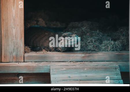 Iguana in Holzhaus, wo liebevoll sind. Reptilien in der ganzen Ansicht zu Hause. Kopf und Gesicht von Leguan sind grün. Stockfoto