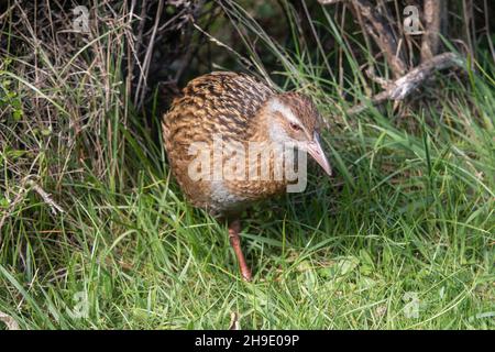 WEKA (Gallirallus australis), endemischer neuseeländischer Zugvögel auf Kapiti Island Stockfoto