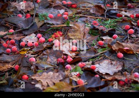 Rote, mattierte Weißdornbeeren fielen auf einen Waldboden Stockfoto