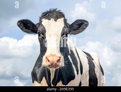 Süße Kuh, schwarz-weiß freundlicher unschuldiger Look, rosa Nase, vor einem blauen Himmel. Stockfoto