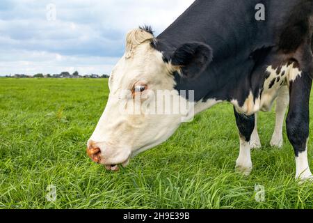 Grasende Kühe, die Grashalme fressen, schwarz und weiß, auf einer grünen Weide, Horizont über Land Stockfoto