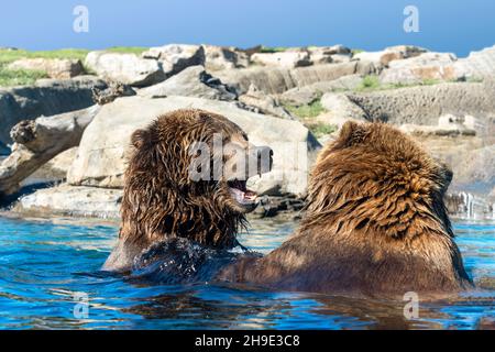 Zwei Braunbären (Ursus Arctos) stehen sich im Wasser gegenüber. Stockfoto