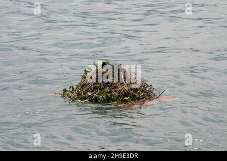 Nest aus Plastik und Abfall an einem Strand von einem Vogel auf einem Meer Stockfoto