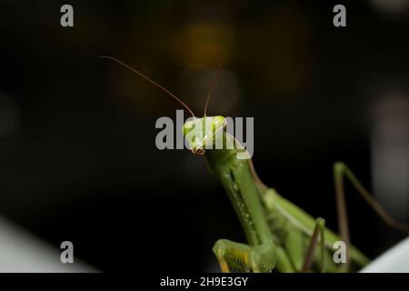 Selektive Fokusaufnahme einer Gottesanbeterin Stockfoto