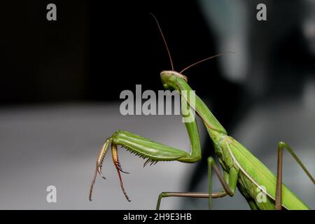 Selektive Fokusaufnahme einer Gottesanbeterin Stockfoto