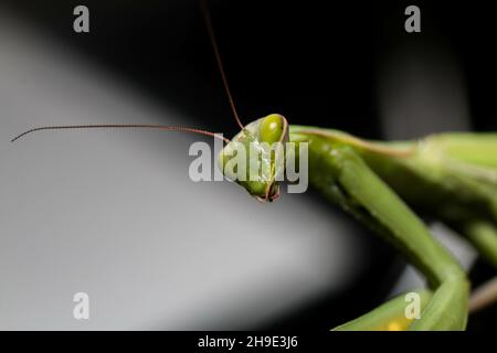 Selektive Fokusaufnahme einer Gottesanbeterin Stockfoto
