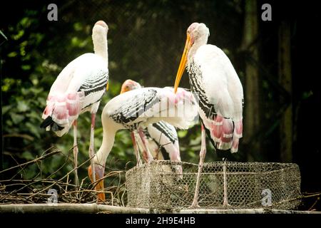 Schwarm von Mycteria leucocephala-Störchen, die sich im Freien aufhalten Stockfoto
