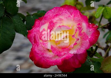 Blühender Rosenstrauch im Garten mit bunten rosa und weißen Blüten, bedeckt mit Regentropfen, Sofia, Bulgarien Stockfoto