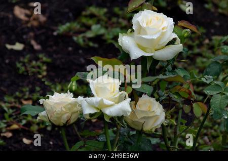 Blühender Rosenstrauch im Garten mit weißen, mit Regentropfen bedeckten Blüten, Sofia, Bulgarien Stockfoto