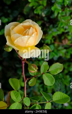 Blühender Rosenstrauch im Garten mit gelben Blüten, bedeckt mit Regentropfen, Sofia, Bulgarien Stockfoto