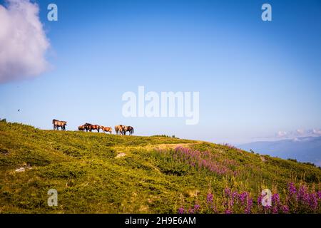 Pferdeherde auf einem Hügel in Bulgarien. Pferde grasen an einem frühlingswarmen Tag in den Bergen. Blauer Himmel, wunderschöne Landschaft. Hochwertige Fotos Stockfoto