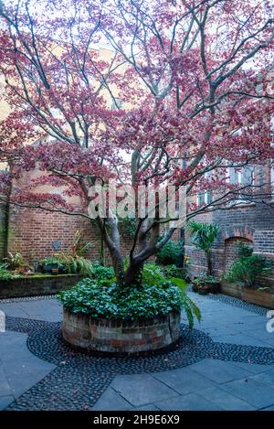 Baum im Garten des Saint Vedast-alias-Foster, City of London, London, England, UK Stockfoto