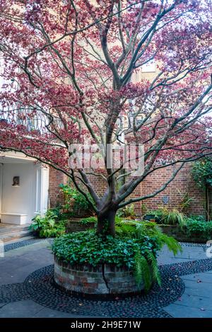 Baum im Garten des Saint Vedast-alias-Foster, City of London, London, England, UK Stockfoto