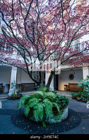 Baum im Garten des Saint Vedast-alias-Foster, City of London, London, England, UK Stockfoto