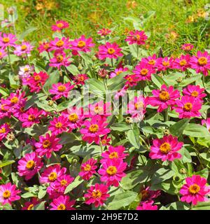 Hintergrund von schönen Blumen Zinnien. Ein heller, sonniger Tag im Stadtpark. Stockfoto