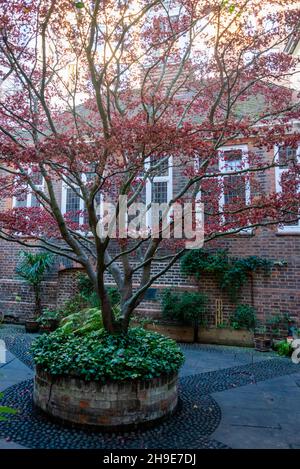 Baum im Garten des Saint Vedast-alias-Foster, City of London, London, England, UK Stockfoto