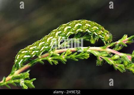 Schöne Gelbe Unterflügelmottenraupe (Anarta myrtilli) kriechend auf Heidekraut. Tipperary, Irland Stockfoto