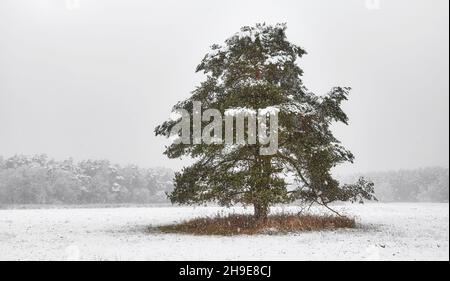 Einsamer Baum auf einer Wiese bei starkem Schneefall. Stockfoto