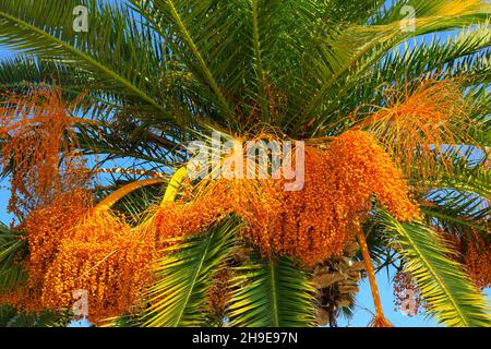 Es gibt viele Früchte auf der Palme, die vor blauem Himmel Hintergrund gesehen werden kann. Stockfoto