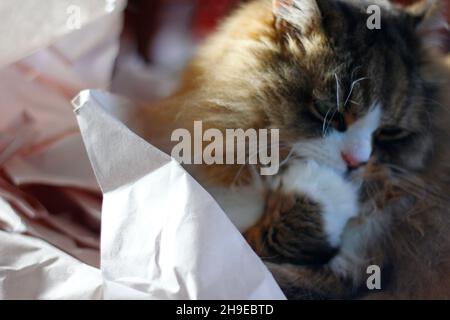 Die süße Ragamuffin reinrassige Katze sitzt auf einem Haufen zerknittertem Polsterpapier Stockfoto