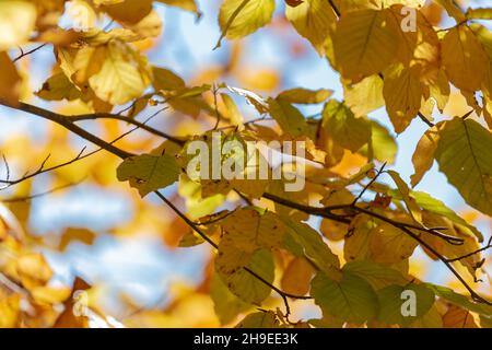 Gelbe Herbstblätter hintergrundbeleuchtet auf einem Ast Stockfoto