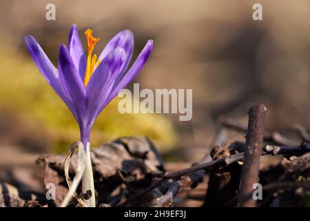 Die Sonne scheint auf der wilden violetten und gelben Iris (Crocus heuffelianus verfärbt) Blüte, die im trockenen Frühlingsgras wächst Stockfoto