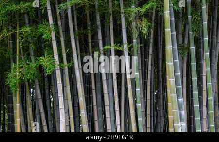Selektiver Fokus. Atemberaubende Aussicht auf einen unverschämten Bambuswald an einem sonnigen Tag. Natürlicher, grüner Hintergrund mit Kopierbereich. Schöne Landschaft von bamb Stockfoto