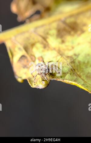 Super Makro Nahaufnahme Spinne auf gelbem Blatt springen Stockfoto