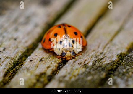 Invasive Arten Asiatische Marienkäfer kriechen auf Waldboden Stockfoto