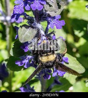 Riesige Hummel bestäubt eine kriechende Bugleweed Bodendeckenpflanze im Frühjahr in St. Croix Falls, Wisconsin USA. Stockfoto