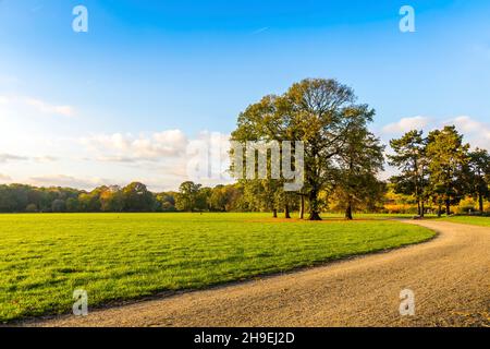 Rosenthal Waldpark in Leipzig, Sachsen, Deutschland. Nördlich des historischen Stadtzentrums gelegen, ist Rosenthal Teil des Naturschutzgebietes L Stockfoto