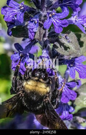 Riesige Hummel bestäubt eine kriechende Bugleweed Bodendeckenpflanze im Frühjahr in St. Croix Falls, Wisconsin USA. Stockfoto