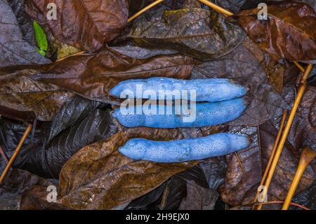 Decaisnea fargesii, die blaue Wurstfrucht, blauer Bohnenstrauch, tote Männerfinger, Blatt, Follikel, Herbst, Pruhonice Park, Pruhonice, Tschechische Republik, ON Stockfoto