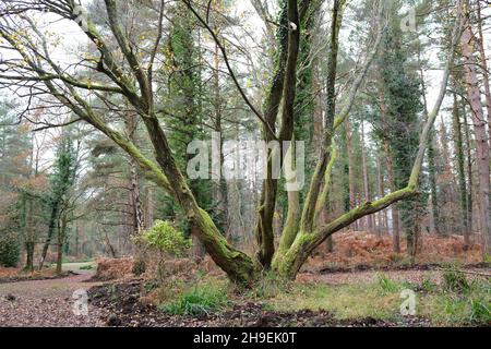 November 2021 - sehr alter und offener Baum im Forest of Dean, Gloucestershire, England, UK, Stockfoto