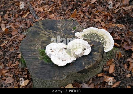 November 2021 - weißer Dryad-Sattelpilz auf einem geschnittenen Baumstamm im Forest of Dean, Gloucestershire, England, Großbritannien, Stockfoto