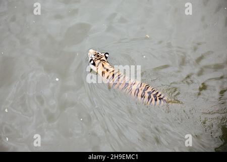 Tiertiger schwimmt im Fluss zur Jagd Stockfoto