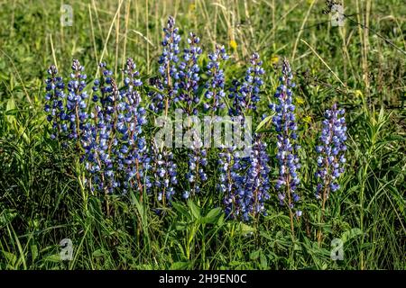 Lupinen wachsen wild auf einem Feld im Frühling in der Nähe von Osceola, Wisconsin USA. Stockfoto