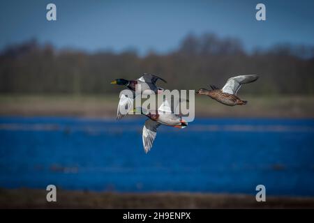 Drei Mallard Ducks im Flug über Feuchtgebiete Wasser Stockfoto