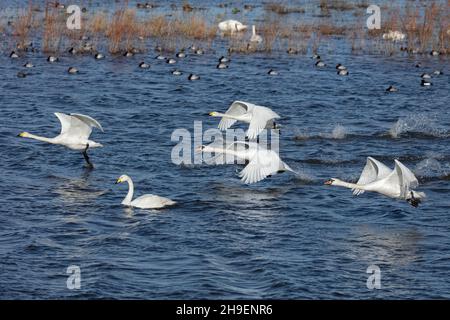 Whooper und Mute Swans landen auf dem Wasser Stockfoto