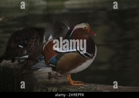 Süßes Männchen Aix galericulata posiert am Teich Stockfoto